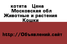 котята › Цена ­ 0 - Московская обл. Животные и растения » Кошки   